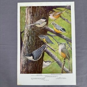 1936 Louis Fuertes Chickadees Nuthatches Tufted Titmouse Vtg Bird Book Plate Art